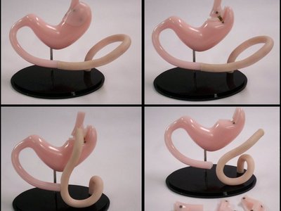 We created this gastric bypass surgery demonstration model design: the fabrication and manufacturing features embedded magnets and display stand.	